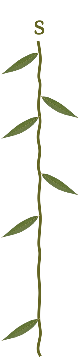 誤った画像
