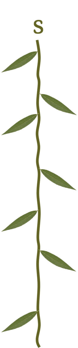正しい画像